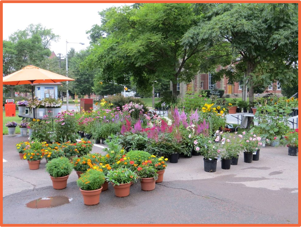 Hillendale Perennials Truro Farmers' Market
